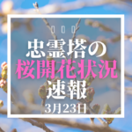 忠霊塔の桜開花状況